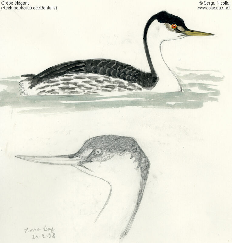 Western Grebe, identification