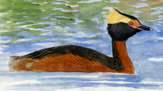 Horned Grebe