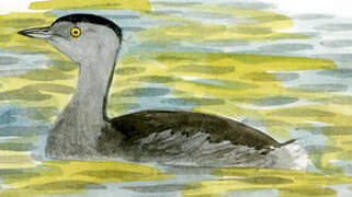 Least Grebe