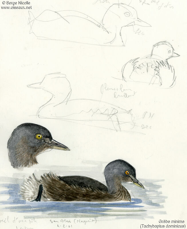 Least Grebe, identification