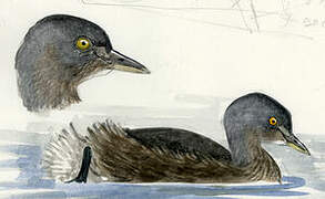 Least Grebe