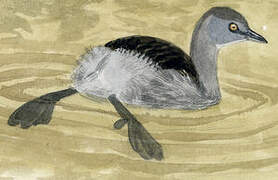 Least Grebe