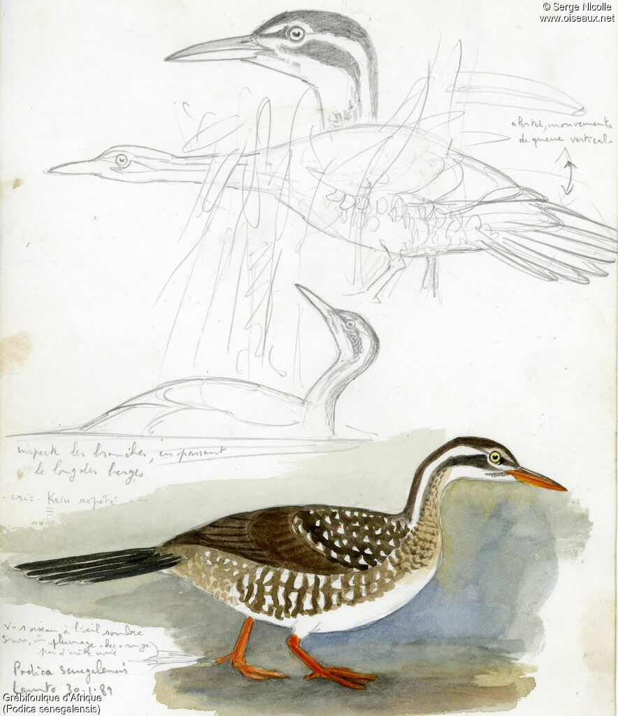 African Finfoot, identification