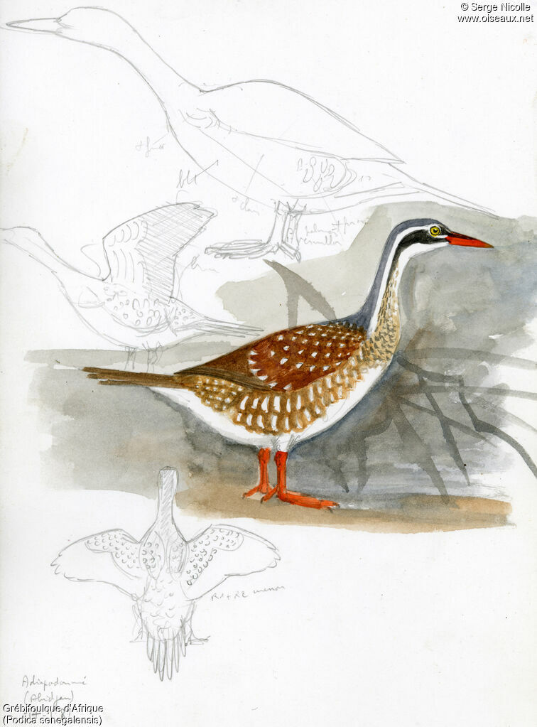 African Finfoot, identification