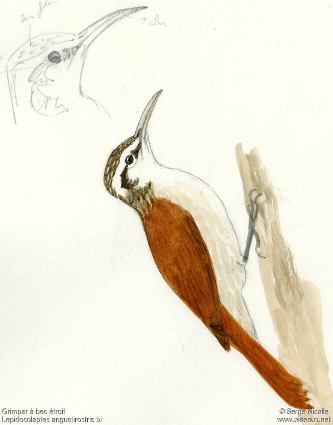 Narrow-billed Woodcreeper, identification