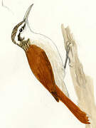 Narrow-billed Woodcreeper