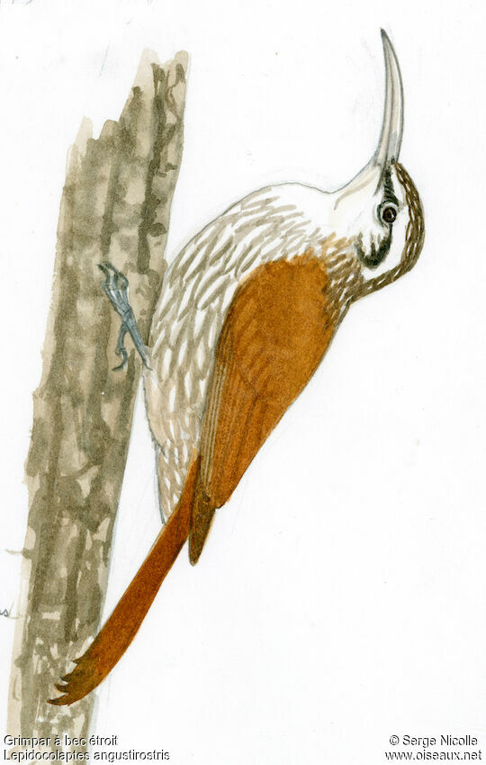 Narrow-billed Woodcreeper, identification