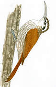 Narrow-billed Woodcreeper