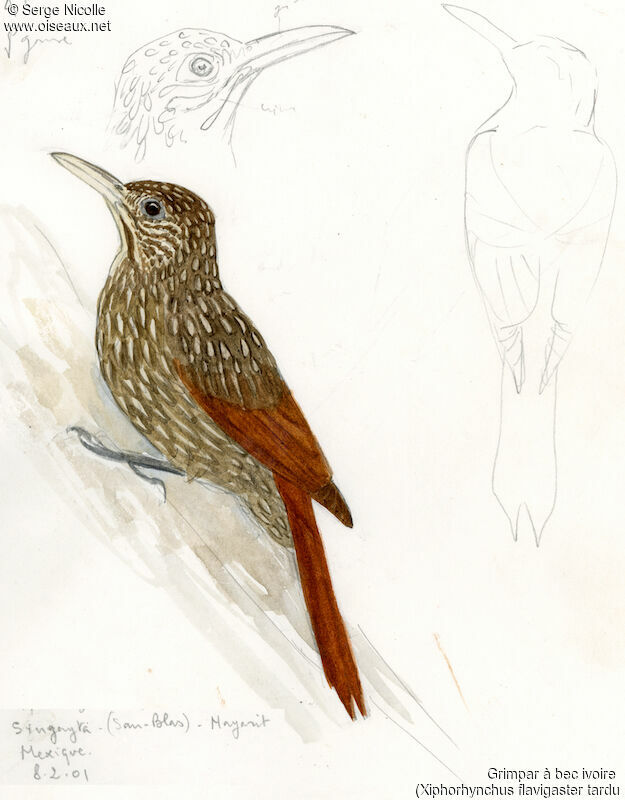 Ivory-billed Woodcreeper, identification