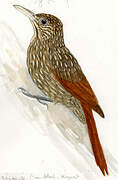 Ivory-billed Woodcreeper