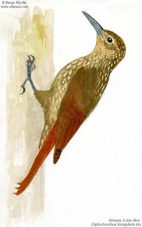 Olive-backed Woodcreeper, identification