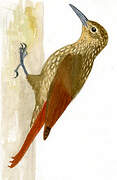 Olive-backed Woodcreeper