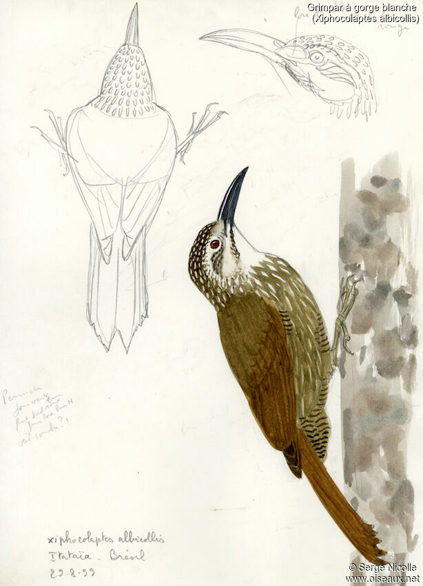 White-throated Woodcreeper, identification