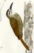 White-throated Woodcreeper