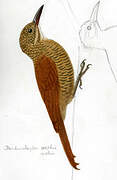 Amazonian Barred Woodcreeper