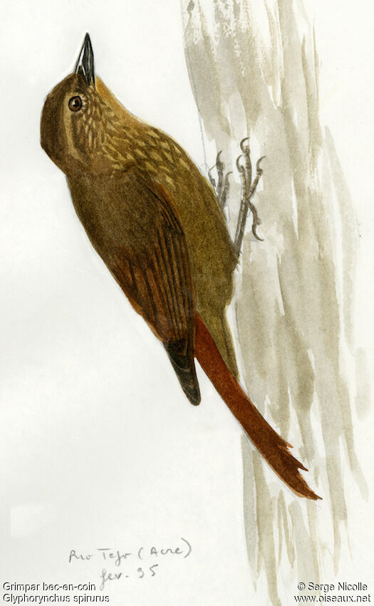 Wedge-billed Woodcreeper, identification