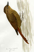 Wedge-billed Woodcreeper