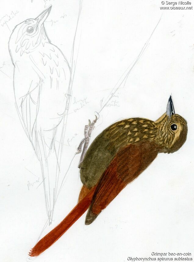 Wedge-billed Woodcreeper, identification