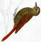 Wedge-billed Woodcreeper