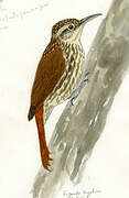 Lesser Woodcreeper