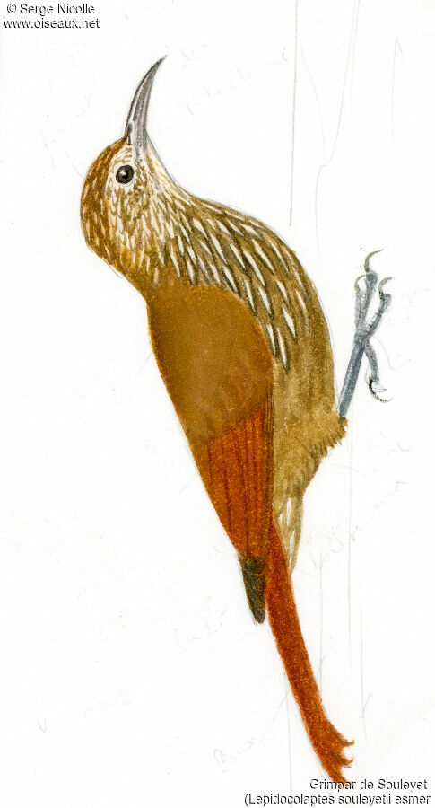 Streak-headed Woodcreeper, identification