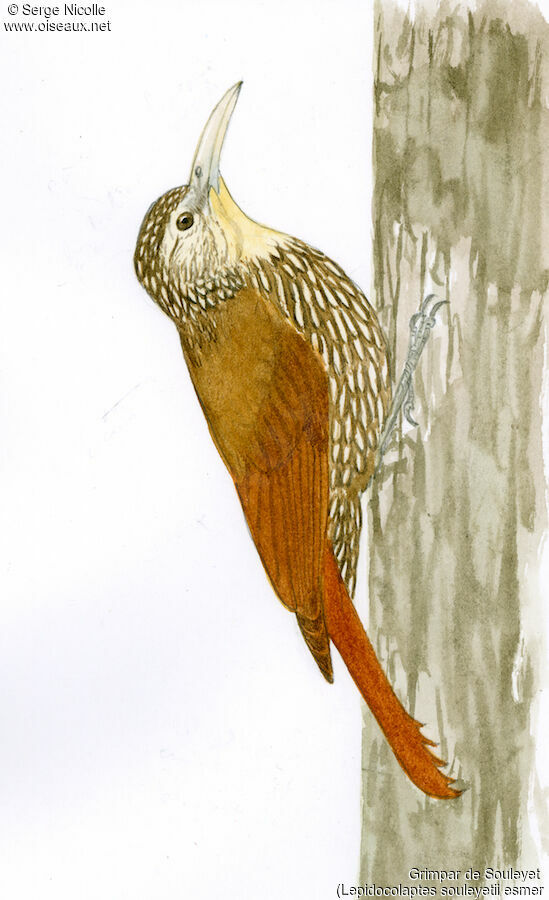 Streak-headed Woodcreeper, identification