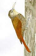 Streak-headed Woodcreeper