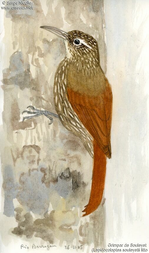 Streak-headed Woodcreeper, identification