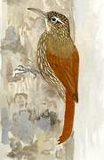 Streak-headed Woodcreeper