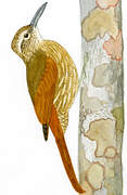 Planalto Woodcreeper