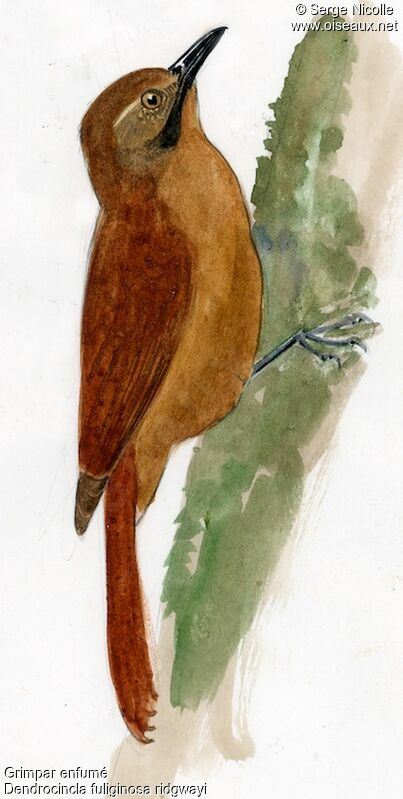 Plain-brown Woodcreeper, identification
