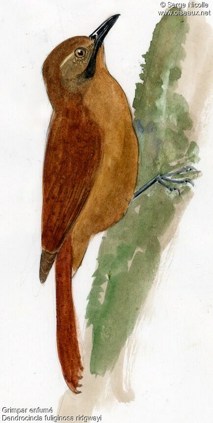 Plain-brown Woodcreeper, identification