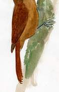 Plain-brown Woodcreeper