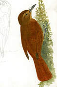 Plain-brown Woodcreeper