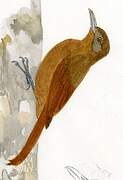 Plain-brown Woodcreeper