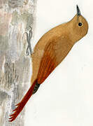 Olivaceous Woodcreeper