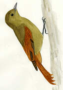 Olivaceous Woodcreeper