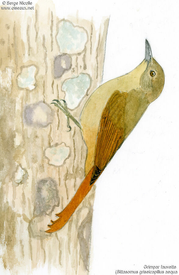 Olivaceous Woodcreeper, identification