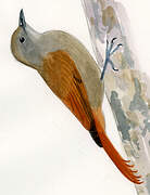 Olivaceous Woodcreeper