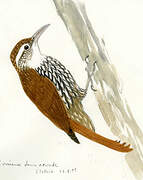 Scalloped Woodcreeper