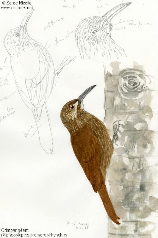 Strong-billed Woodcreeper, identification
