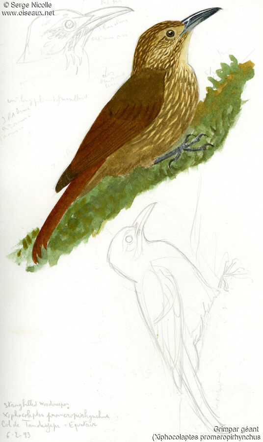 Strong-billed Woodcreeper, identification