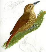 Strong-billed Woodcreeper