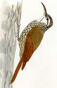 White-striped Woodcreeper