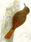 Plain-winged Woodcreeper