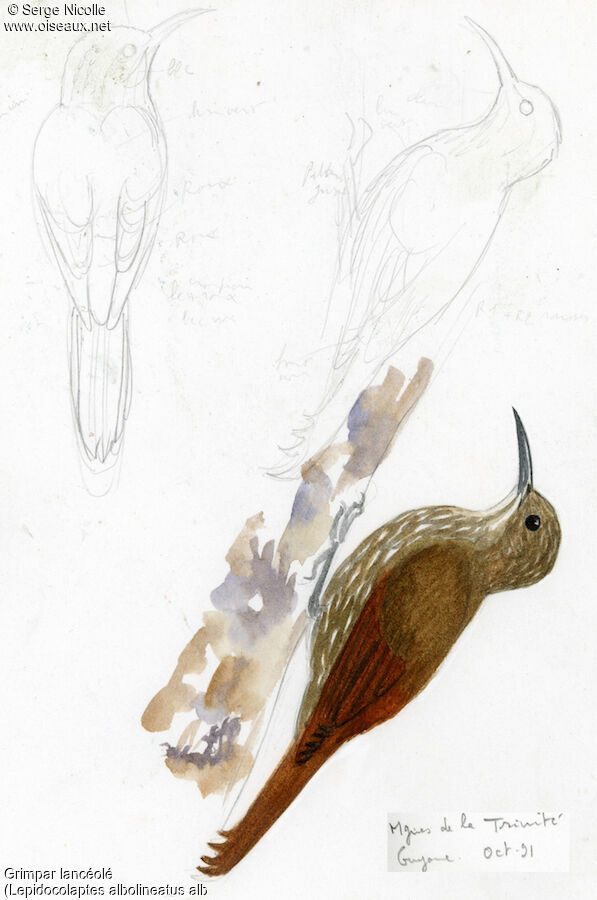 Guianan Woodcreeper, identification