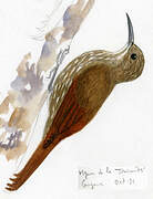 Guianan Woodcreeper