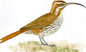 Scimitar-billed Woodcreeper