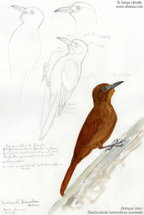 Ruddy Woodcreeper, identification