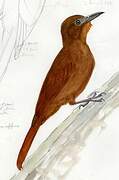 Ruddy Woodcreeper